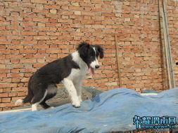 娱乐吃瓜酱牧羊犬